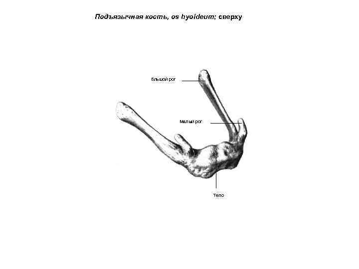 Подъязычная кость, os hyoideum; сверху Бльшой рог Малый рог Тело 