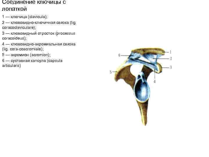 Соединение ключицы с лопаткой 1 — ключица (clavicula); 2 — клювовидно ключичная связка (lig.