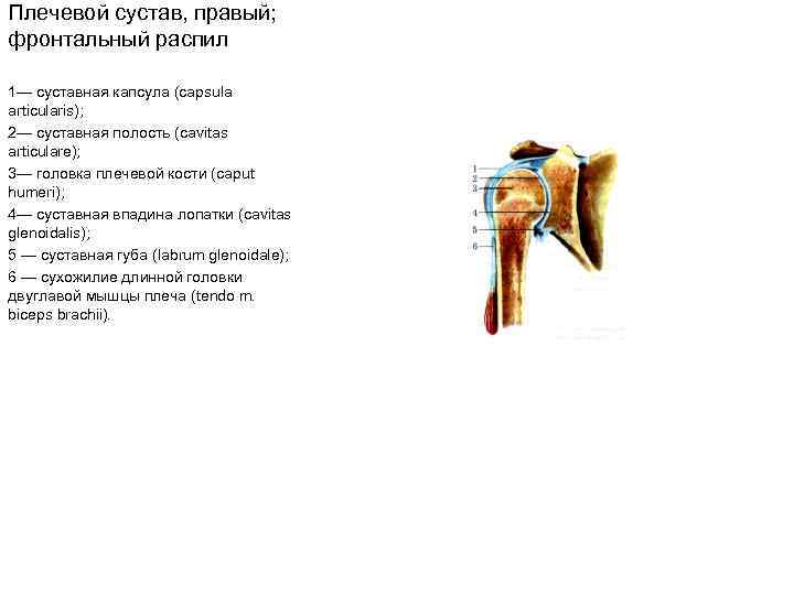 Плечевой сустав, правый; фронтальный распил 1— суставная капсула (capsula articularis); 2— суставная полость (cavitas