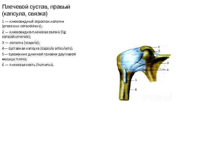 Плечевой сустав, правый (капсула, связка) 1 — клювовидный отросток лопатки (processus coracoideus); 2 —