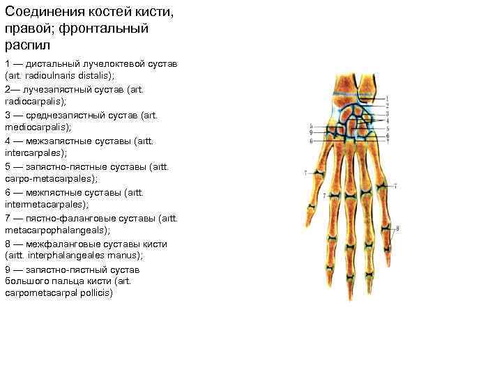 Соединения костей кисти, правой; фронтальный распил 1 — дистальный лучелоктевой сустав (art. radioulnaris distalis);