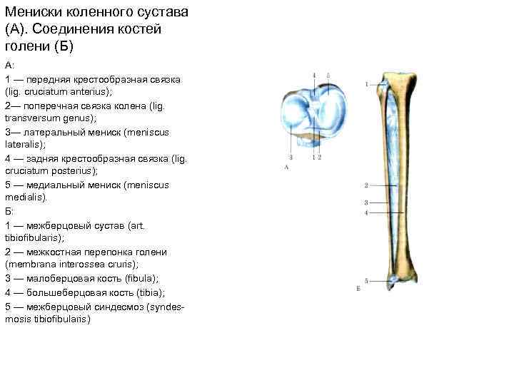 Мениски коленного сустава (А). Соединения костей голени (Б) А: 1 — передняя крестообразная связка