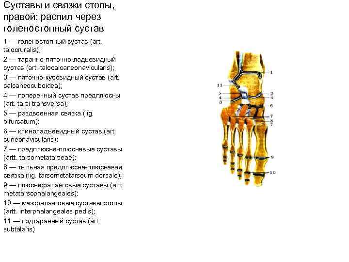 Суставы и связки стопы, правой; распил через голеностопный сустав 1 — голеностопный сустав (art.
