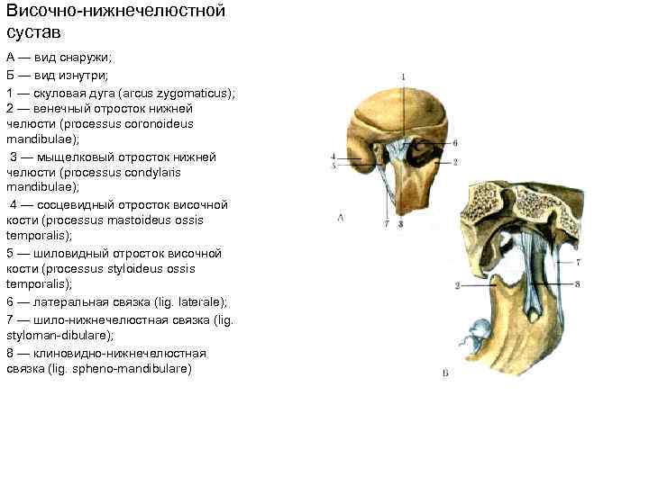 Височно нижнечелюстной сустав А — вид снаружи; Б — вид изнутри; 1 — скуловая