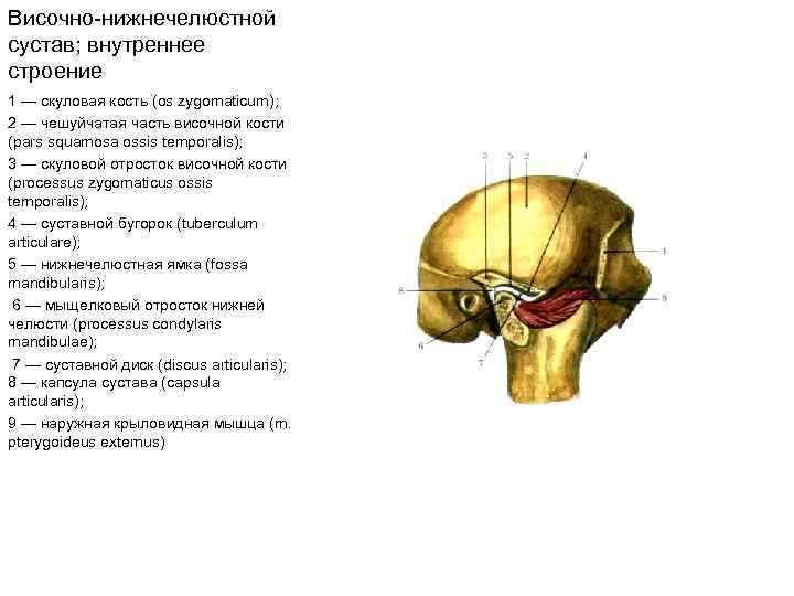 Височно нижнечелюстной сустав; внутреннее строение 1 — скуловая кость (os zygomaticum); 2 — чешуйчатая