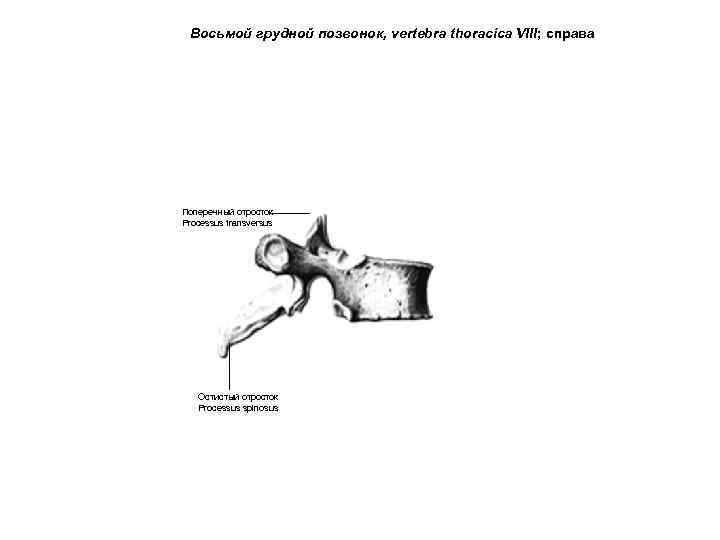 Восьмой грудной позвонок, vertebra thoracica VIII; справа Поперечный отросток Processus transversus Остистый отросток Processus