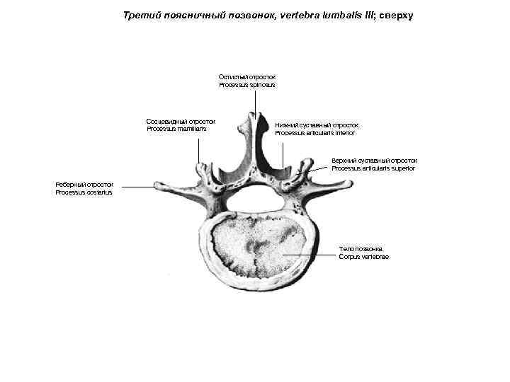 Третий поясничный позвонок, vertebra lumbalis III; сверху Остистый отросток Processus spinosus Сосцевидный отросток Processus