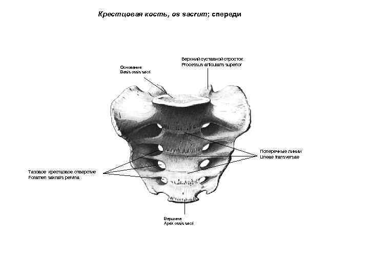 Крестцовая кость, os sacrum; спереди Основание Basis ossis sacri Верхний суставной отросток Processus articularis