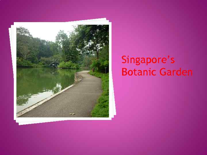 Singapore’s Botanic Garden 