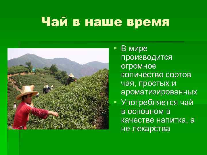 Чай в наше время § В мире производится огромное количество сортов чая, простых и
