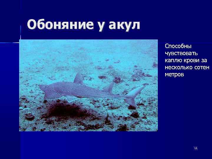 Обоняние у акул Способны чувствовать каплю крови за несколько сотен метров 11 