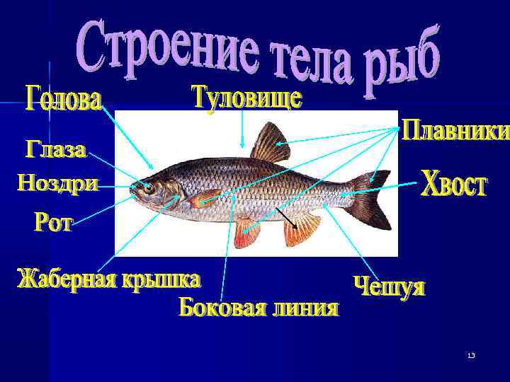 Биология 7 класс надкласс рыбы презентация