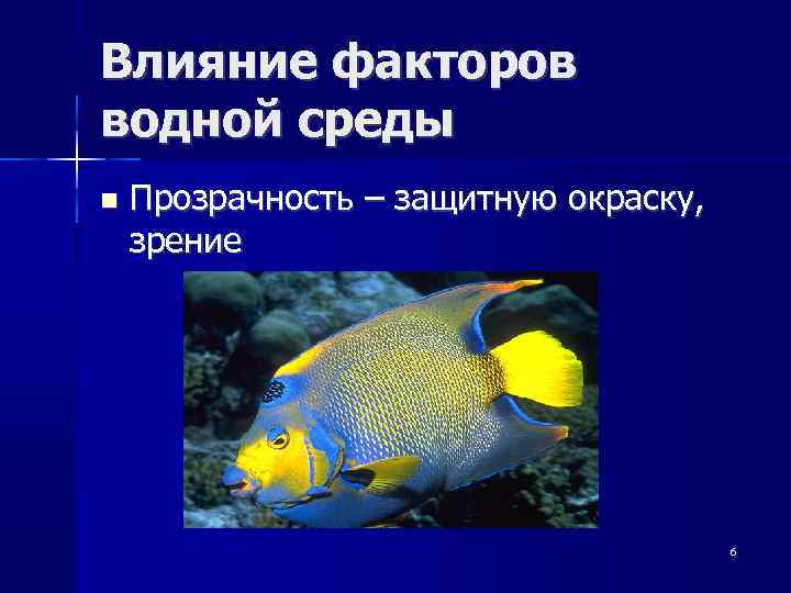 Влияние факторов водной среды Прозрачность – защитную окраску, зрение 6 