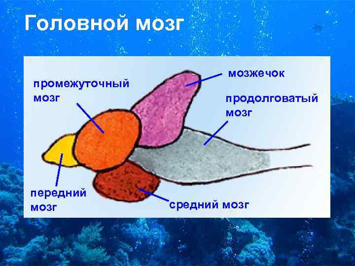 Головной мозг промежуточный мозг передний мозг мозжечок продолговатый мозг средний мозг 