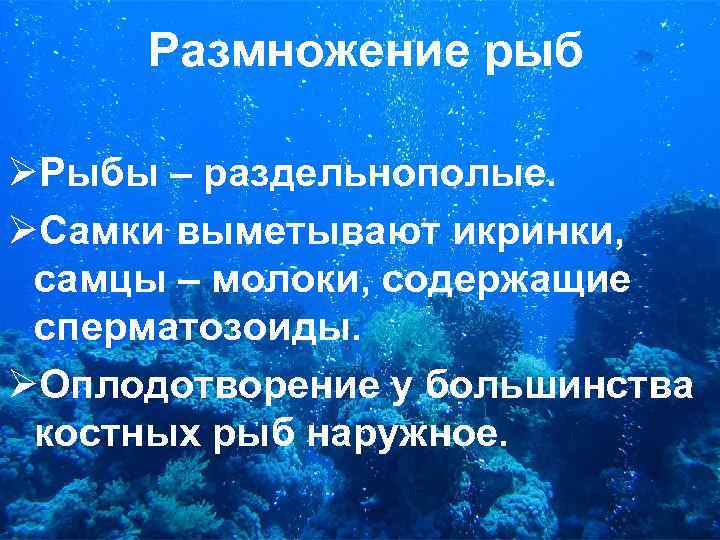 Размножение рыб ØРыбы – раздельнополые. ØСамки выметывают икринки, самцы – молоки, содержащие сперматозоиды. ØОплодотворение