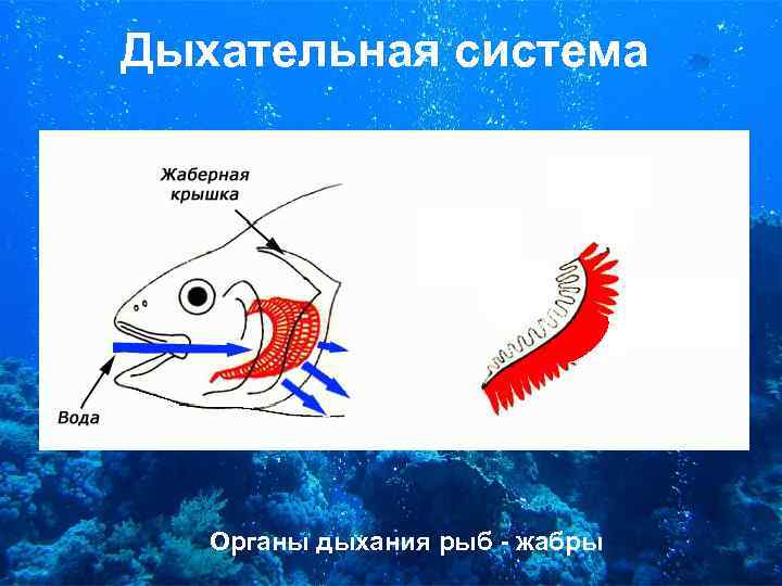 Дыхательная система Органы дыхания рыб - жабры 