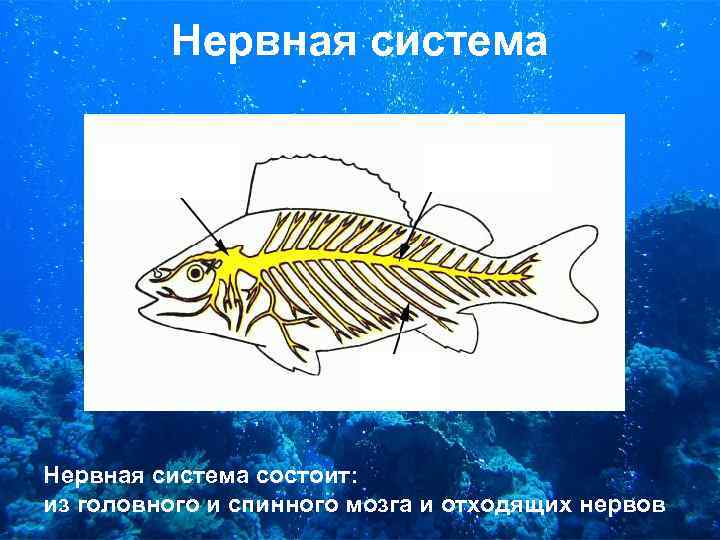 Нервная система состоит: из головного и спинного мозга и отходящих нервов 