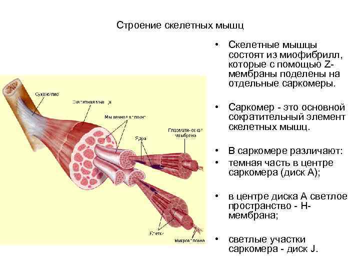 Строение скелетных мышц • Скелетные мышцы состоят из миофибрилл, которые с помощью Zмембраны поделены