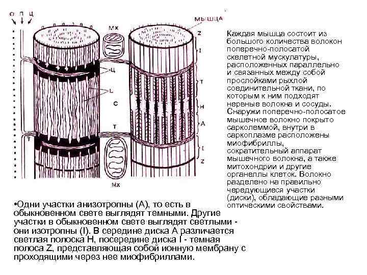  • Каждая мышца состоит из большого количества волокон поперечно-полосатой скелетной мускулатуры, расположенных параллельно