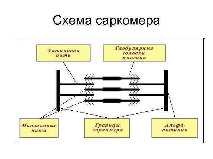 Схема сокращения саркомера