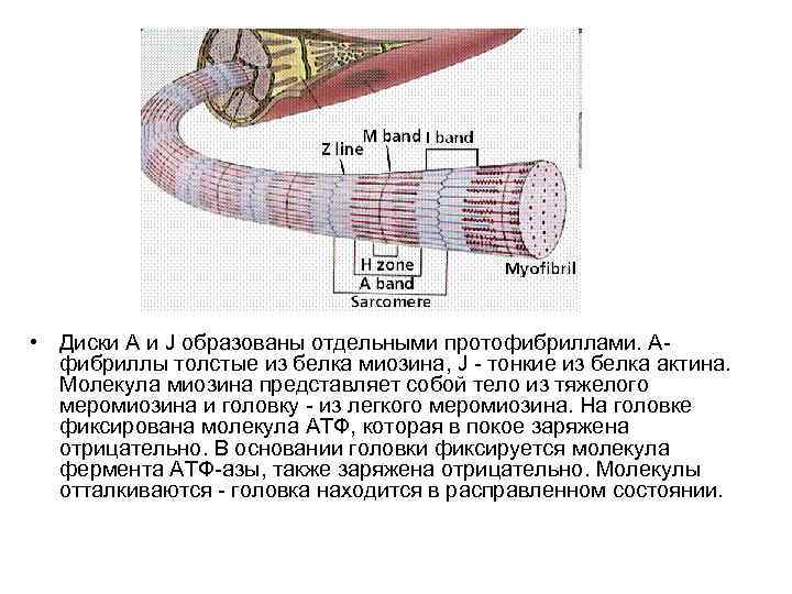  • Диски А и J образованы отдельными протофибриллами. Афибриллы толстые из белка миозина,