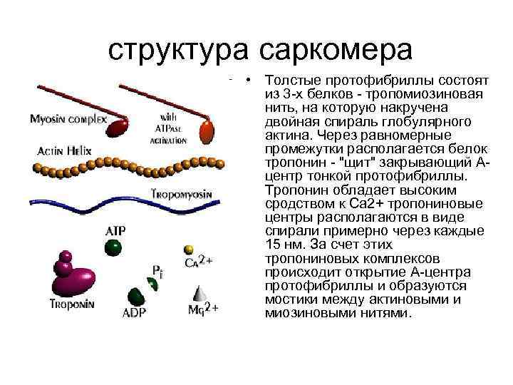 структура саркомера • Толстые протофибриллы состоят из 3 -х белков - тропомиозиновая нить, на