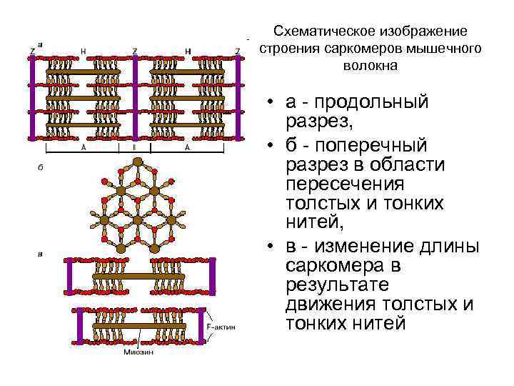 Схематическое изображение строения саркомеров мышечного волокна • а - продольный разрез, • б -