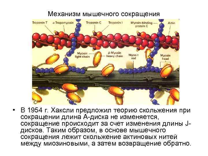 Механизм мышечного сокращения • В 1954 г. Хаксли предложил теорию скольжения при сокращении длина