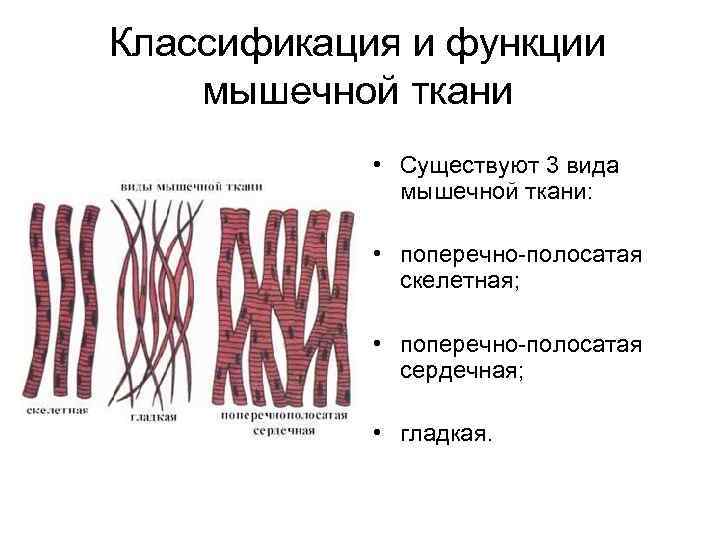 Классификация и функции мышечной ткани • Существуют 3 вида мышечной ткани: • поперечно-полосатая скелетная;