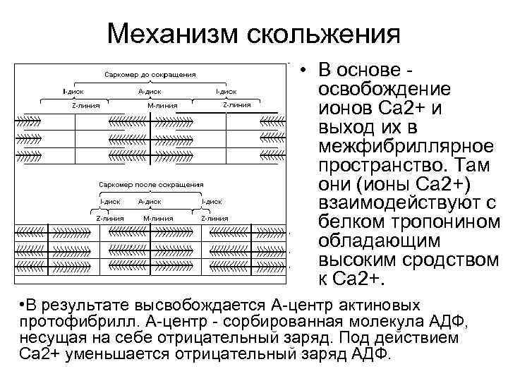 Механизм скольжения • В основе освобождение ионов Са 2+ и выход их в межфибриллярное