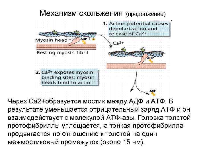 Механизм скольжения (продолжение) Через Са 2+образуется мостик между АДФ и АТФ. В результате уменьшается