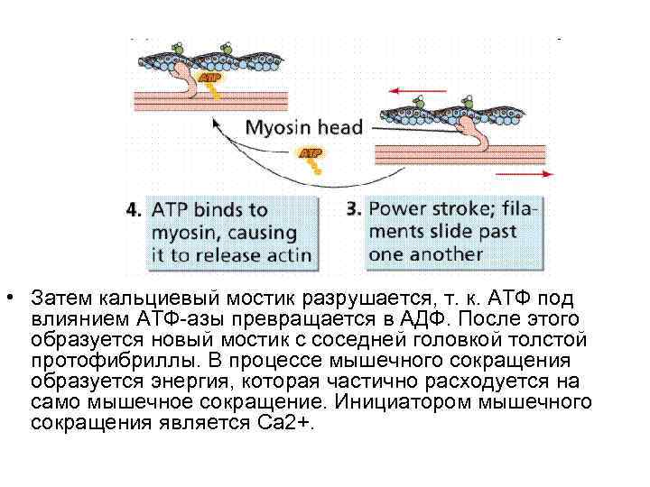  • Затем кальциевый мостик разрушается, т. к. АТФ под влиянием АТФ-азы превращается в