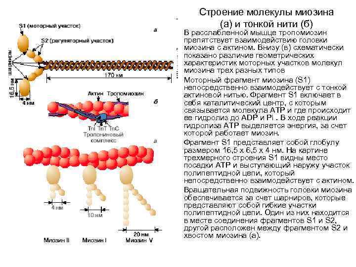  • • Строение молекулы миозина (а) и тонкой нити (б) В расслабленной мышце