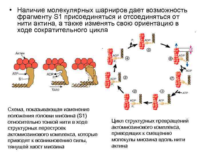  • Наличие молекулярных шарниров дает возможность фрагменту S 1 присоединяться и отсоединяться от