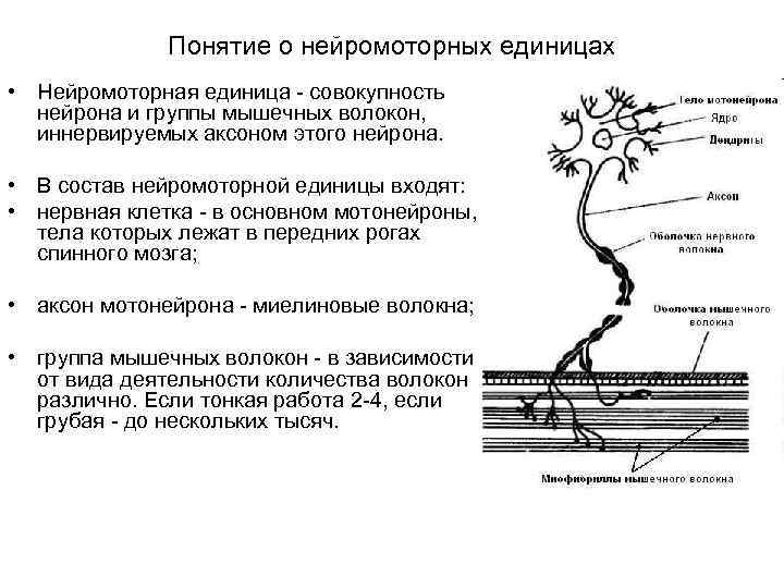 Понятие о нейромоторных единицах • Нейромоторная единица - совокупность нейрона и группы мышечных волокон,