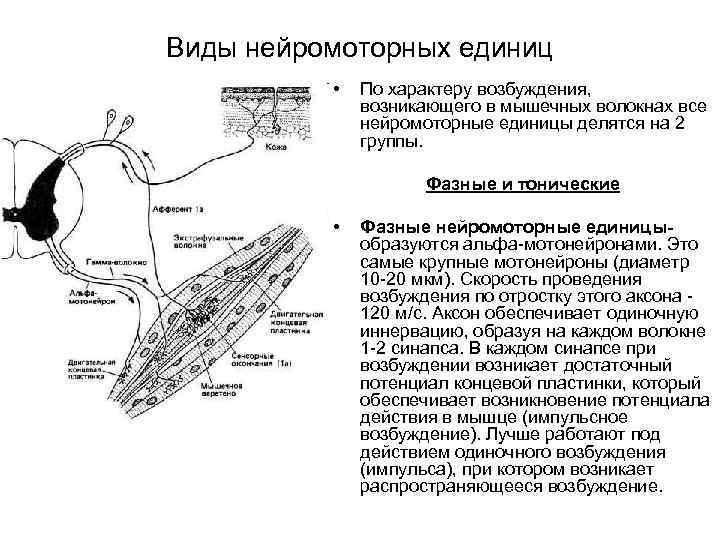 Виды нейромоторных единиц • По характеру возбуждения, возникающего в мышечных волокнах все нейромоторные единицы