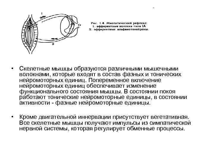  • Скелетные мышцы образуются различными мышечными волокнами, которые входят в состав фазных и