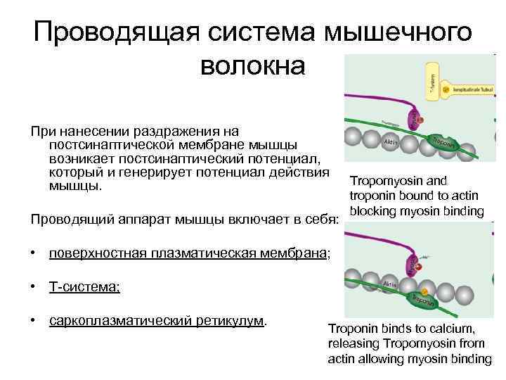 Проводящая система мышечного волокна При нанесении раздражения на постсинаптической мембране мышцы возникает постсинаптический потенциал,