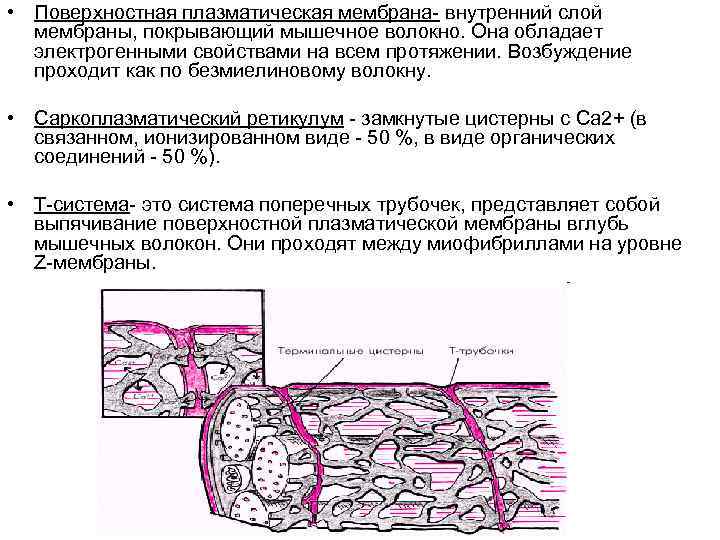  • Поверхностная плазматическая мембрана- внутренний слой мембраны, покрывающий мышечное волокно. Она обладает электрогенными