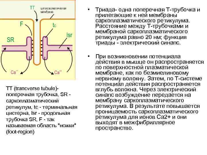  • Триада- одна поперечная Т-трубочка и прилегающие к ней мембраны саркоплазматического ретикулума. Расстояние