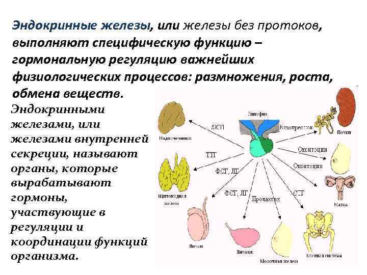 Какие железы связаны с эндокринной системой. Эндокринные железы. Перечислить железы эндокринной системы. Железы внутренней секреции, или эндокринные железы. Эндокринная система анатомия.