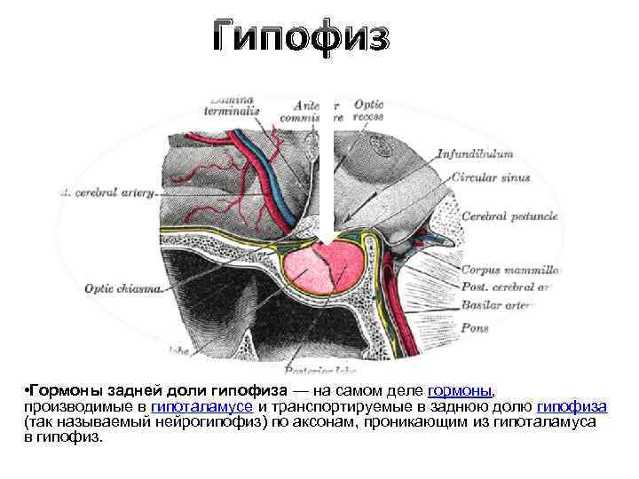 Гипофиз • Гормоны задней доли гипофиза — на самом деле гормоны, производимые в гипоталамусе