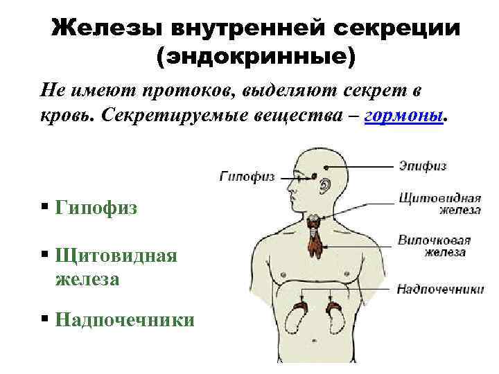 Железы внутренней секреции (эндокринные) Не имеют протоков, выделяют секрет в кровь. Секретируемые вещества –