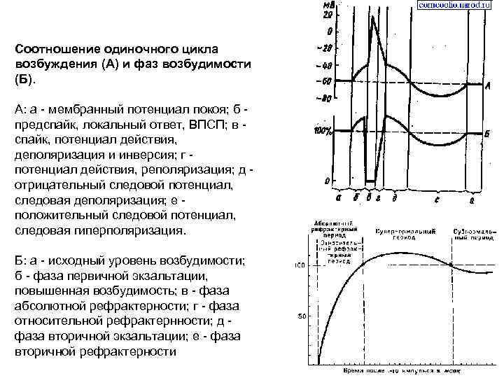 Соотношение одиночного цикла возбуждения (А) и фаз возбудимости (Б). А: а мембранный потенциал покоя;