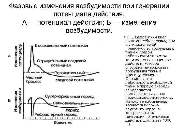 Фазовые изменения возбудимости при генерации потенциала действия. А — потенциал действия; Б — изменение