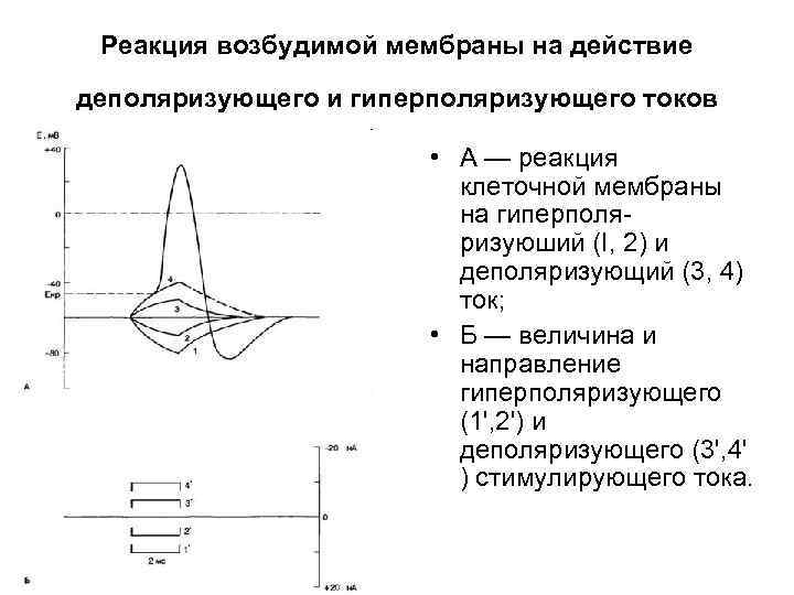 Реакция возбудимой мембраны на действие деполяризующего и гиперполяризующего токов • А — реакция клеточной