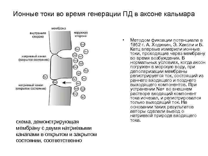 Ионные токи во время генерации ПД в аксоне кальмара • схема, демонстрирующая мембрану с