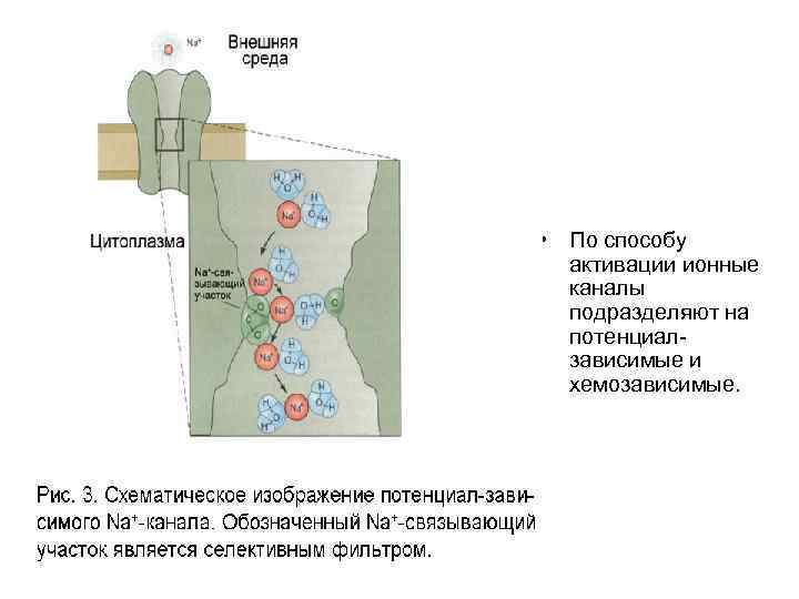  • По способу активации ионные каналы подразделяют на потенциал зависимые и хемозависимые. 