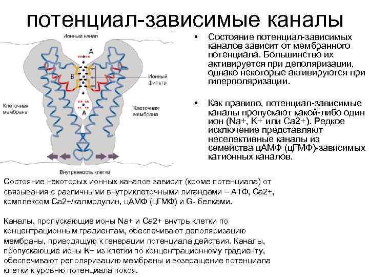 потенциал зависимые каналы • Состояние потенциал зависимых каналов зависит от мембранного потенциала. Большинство их
