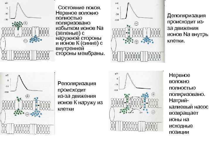  Состояние покоя. Нервное волокно полностью поляризовано избытком ионов Na (зеленые) с наружной стороны